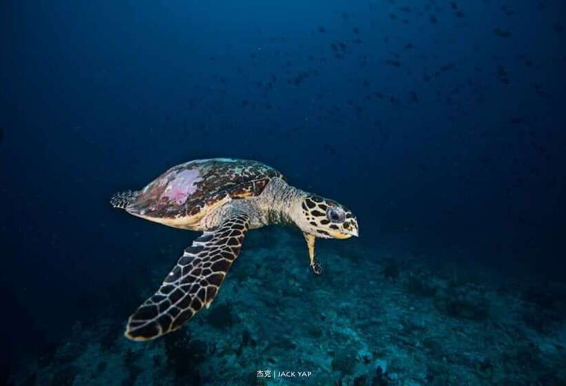 Yellow Duckling Hostel