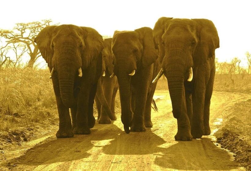 ホテル Esiweni Luxury Safari Lodge