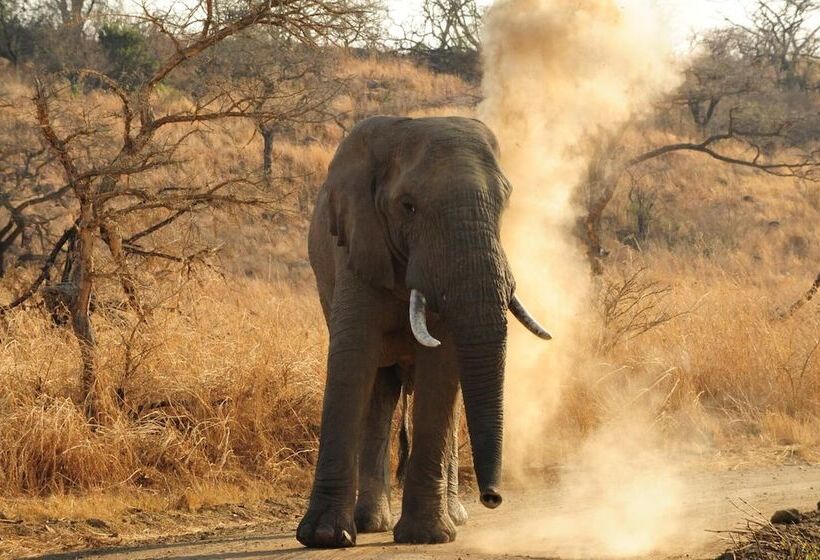 ホテル Esiweni Luxury Safari Lodge