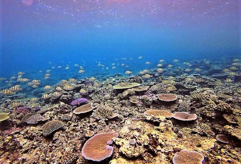 צימר Makaira Resort