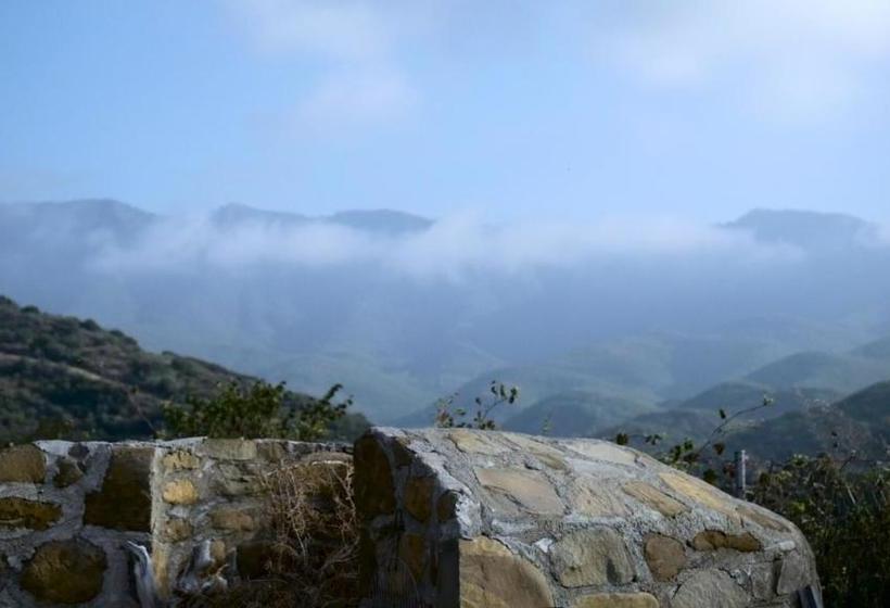 Socrates Organic Village   Wild Olive