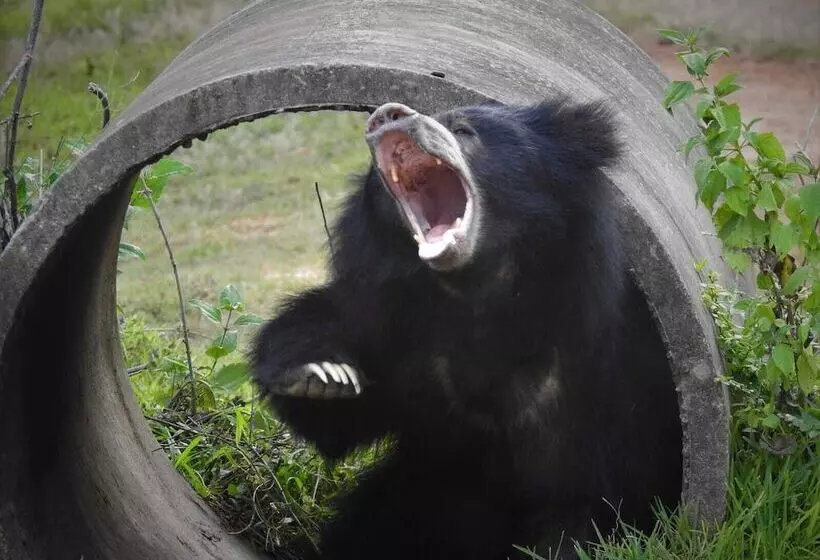 Hotelli Wilpattu Tree House