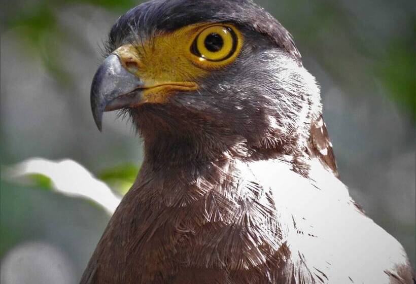 Hotel Wilpattu Tree House