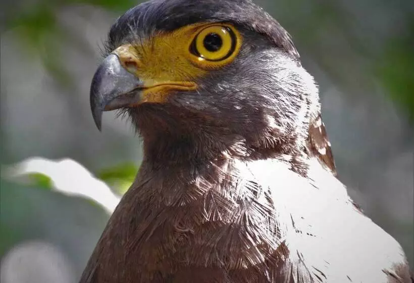 Hotelli Wilpattu Tree House