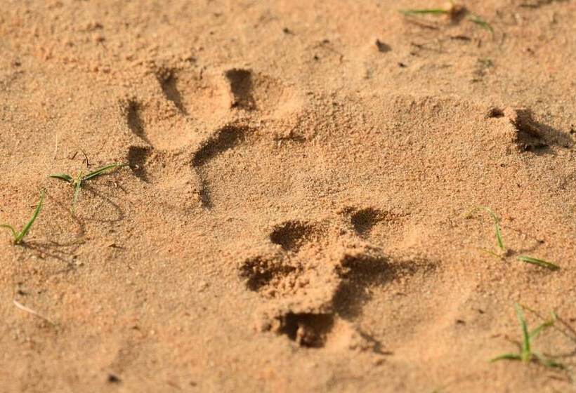 Hotel Wilpattu Tree House