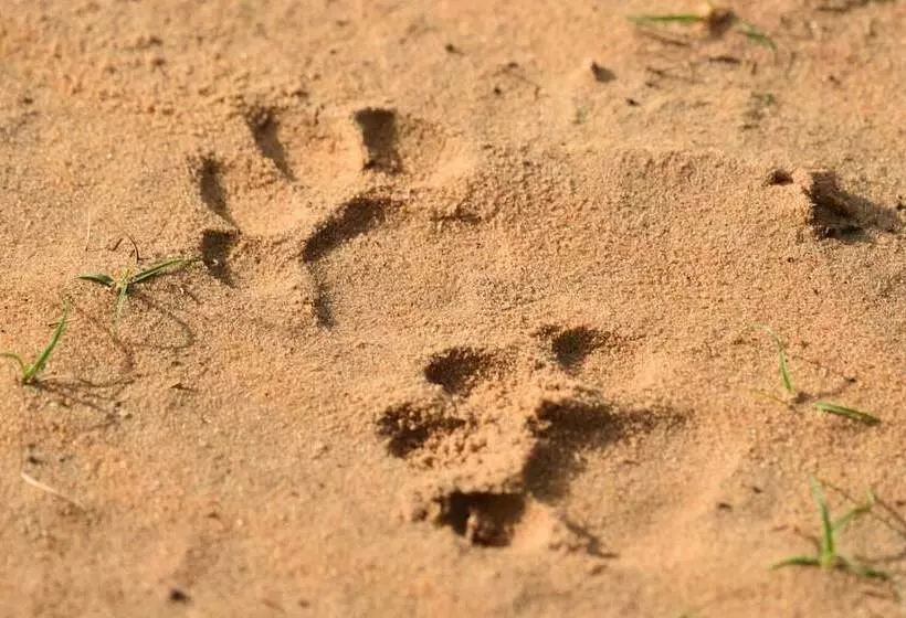 Hotelli Wilpattu Tree House