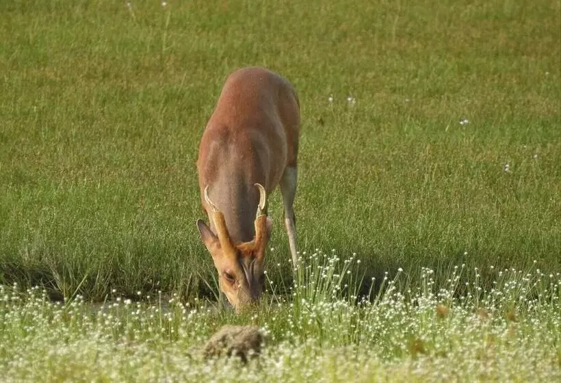 Hotelli Wilpattu Tree House