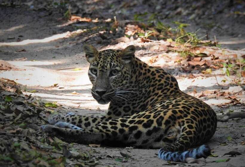 Hotel Wilpattu Tree House