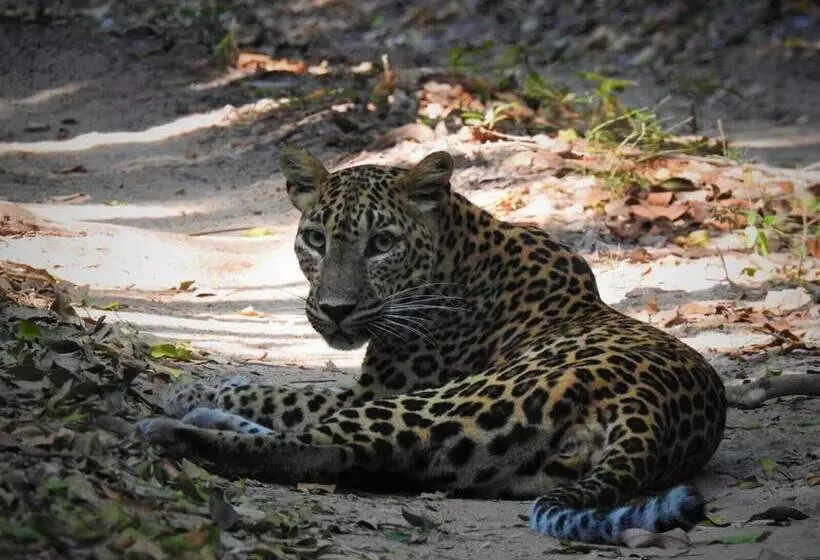 Hotelli Wilpattu Tree House