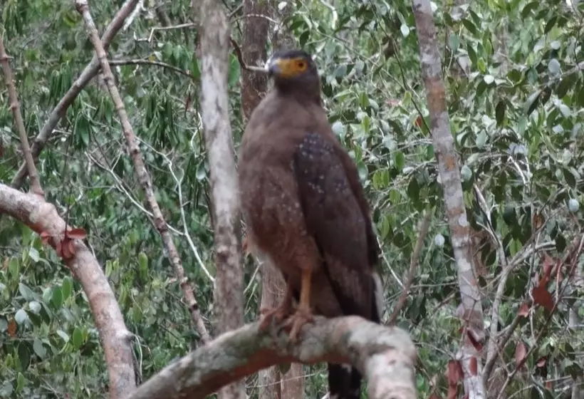 Hotelli Wilpattu Tree House