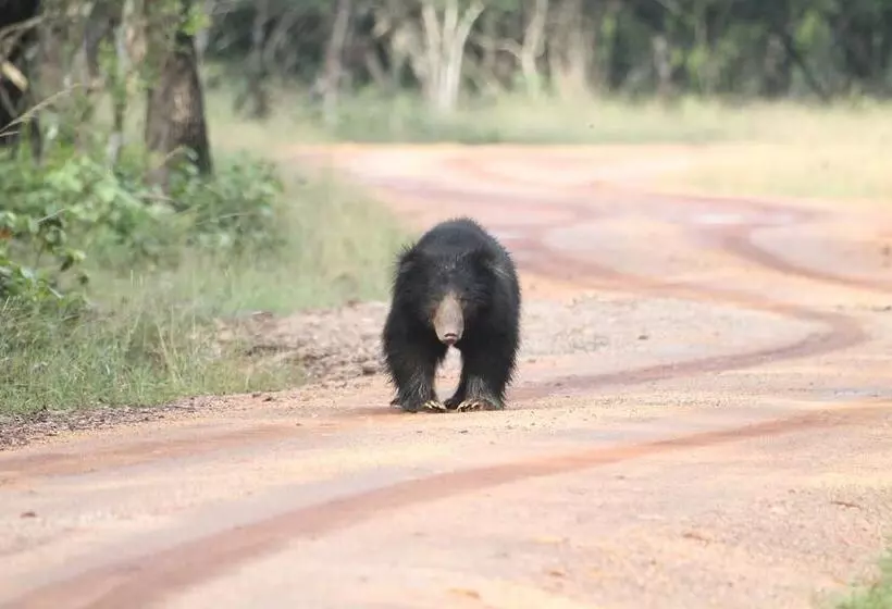 Hotelli Wilpattu Tree House