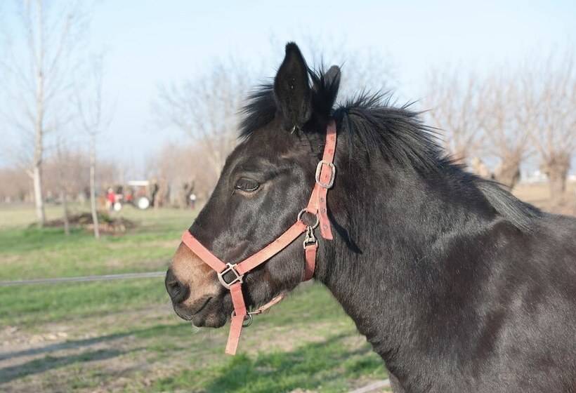 هتل روستایی Agriturismo Arte Contadina