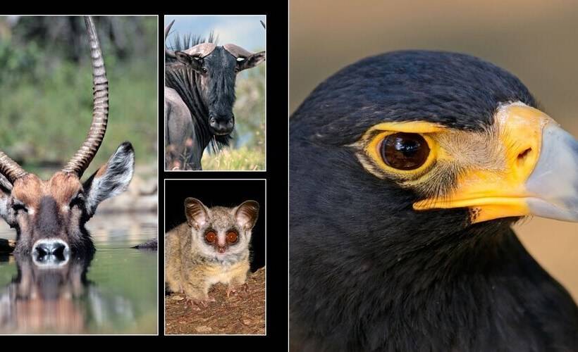 בית מלון כפרי Black Leopard Camp