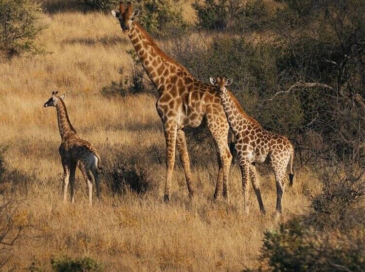 فندق Zannier Omaanda