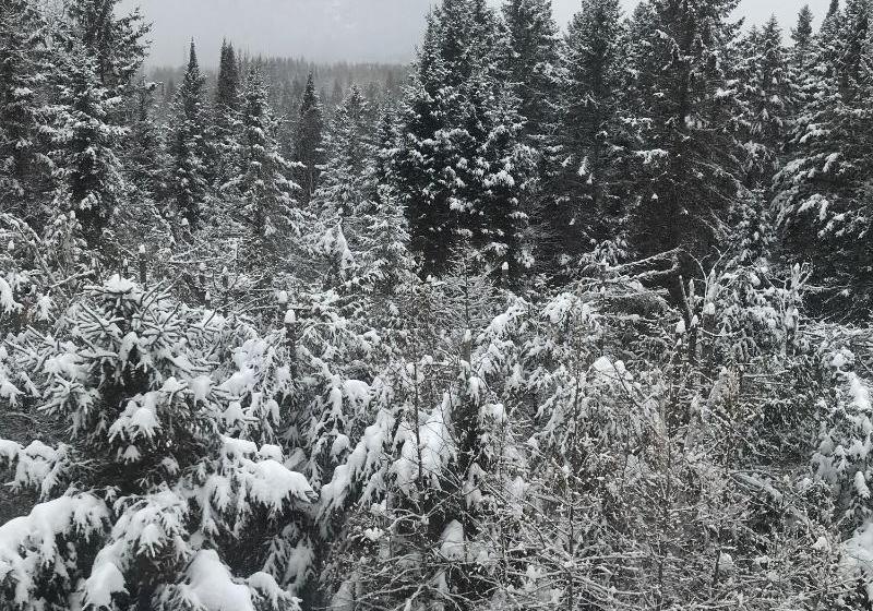 צימר Wildberry Inn