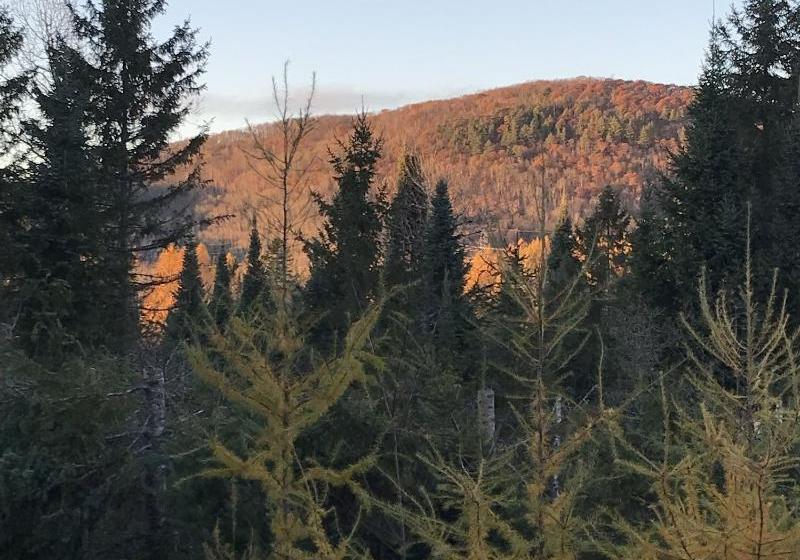 צימר Wildberry Inn