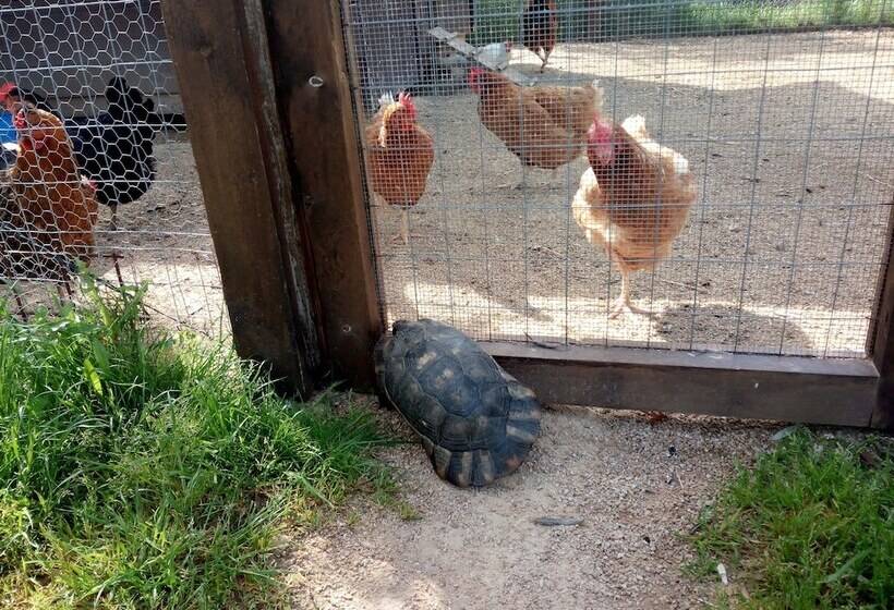 Сельский отель Tenuta Petra Bianca