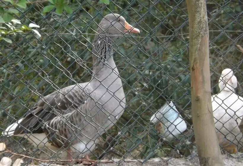 ベッドアンドブレックファースト Quinta Sul America