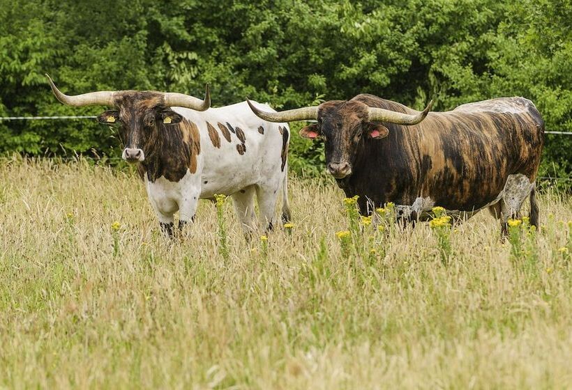 פנסיון Knaplund Destillery