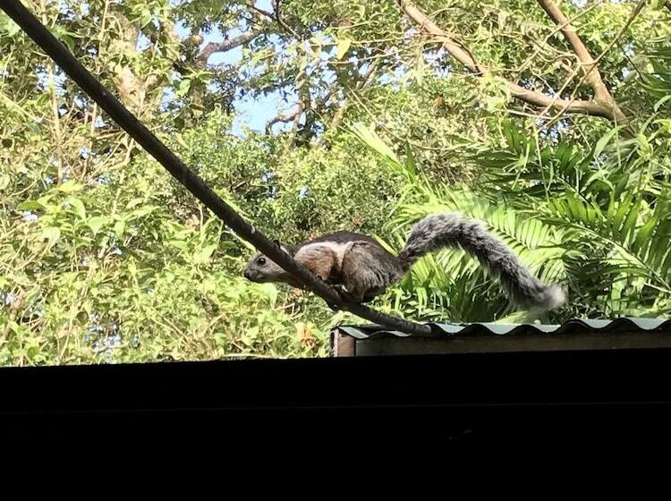 هتل Dreams Lodge Monteverde