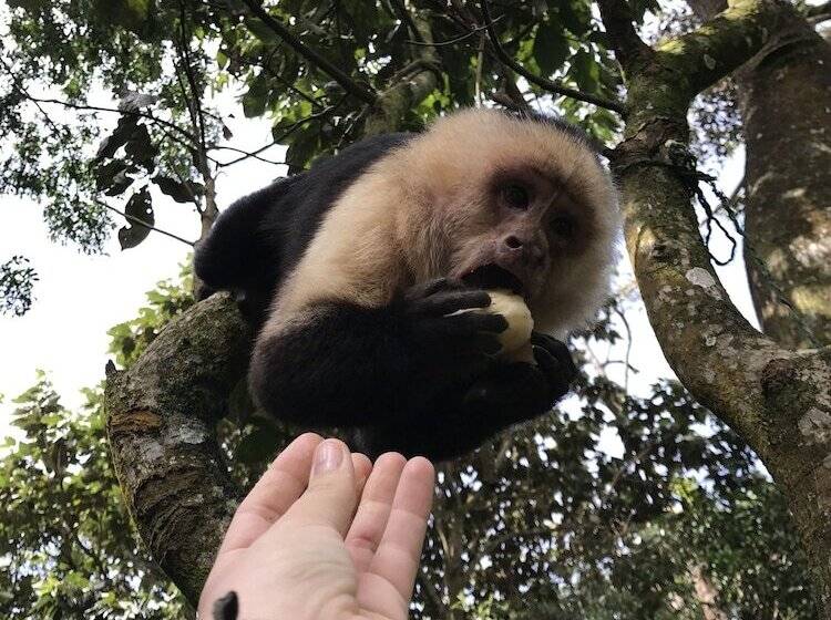 هتل Dreams Lodge Monteverde