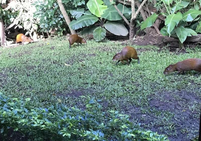 هتل Dreams Lodge Monteverde