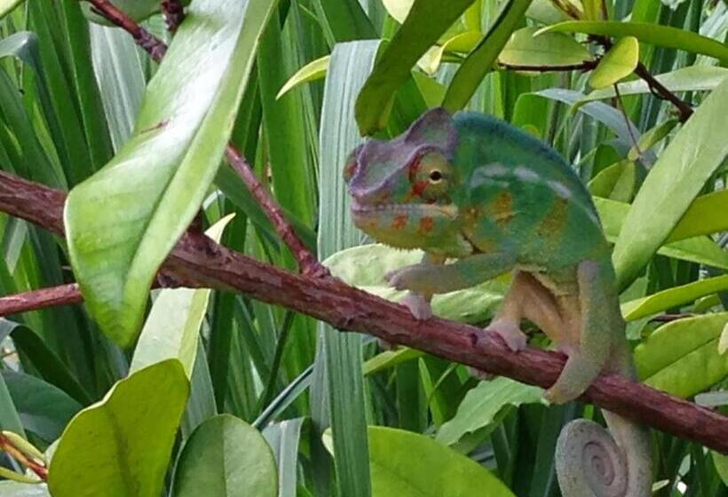 پانسیون Gite Hotel La Caz Des Orangers