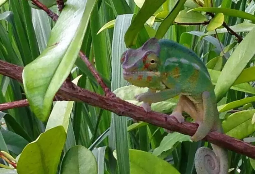 پانسیون Gite Hotel La Caz Des Orangers