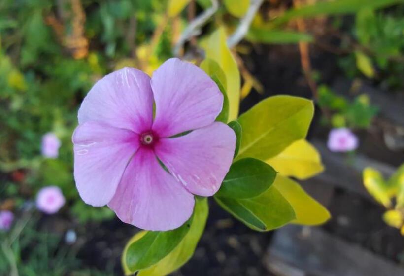 پانسیون Gite Hotel La Caz Des Orangers