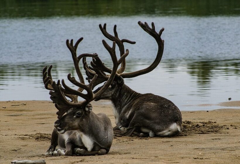 ホテル Aurora Village Ivalo