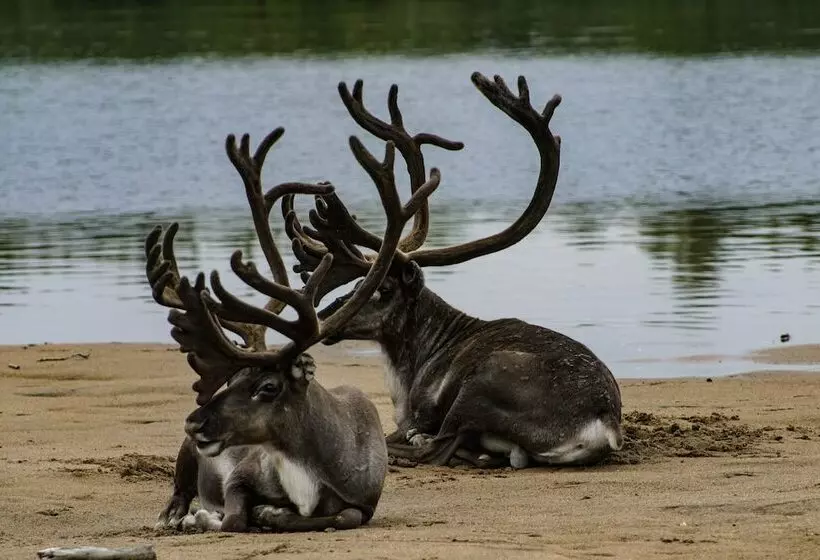 ホテル Aurora Village Ivalo