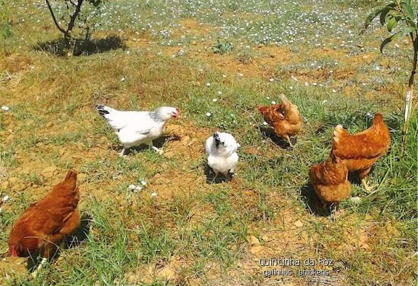 Pensione Quintinha Da Foz Guest House