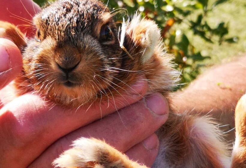 Pensione Quintinha Da Foz Guest House