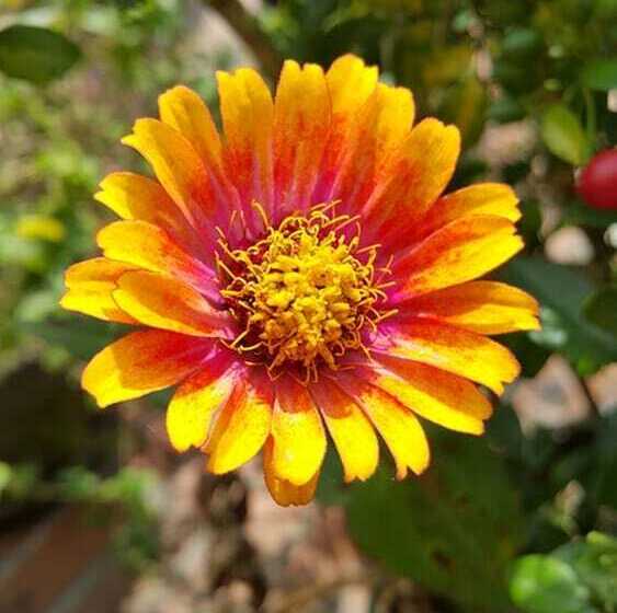 Vila Bunga Merah Gelatik