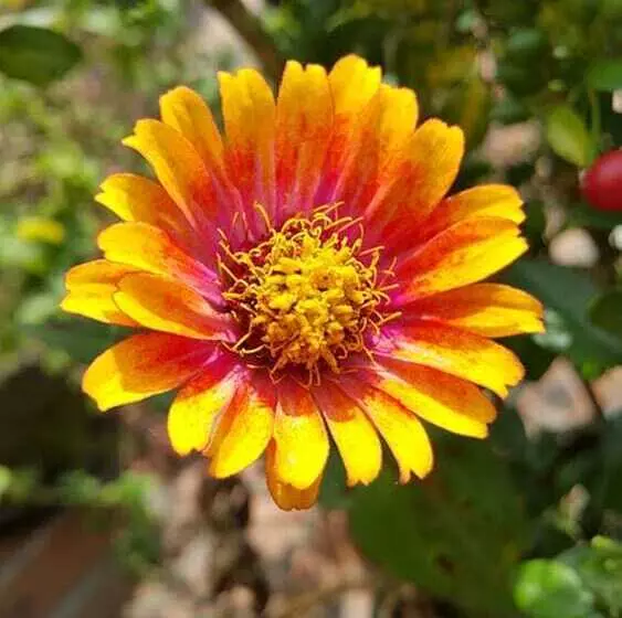 Vila Bunga Merah Gelatik