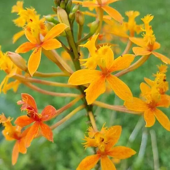 Vila Bunga Merah Gelatik