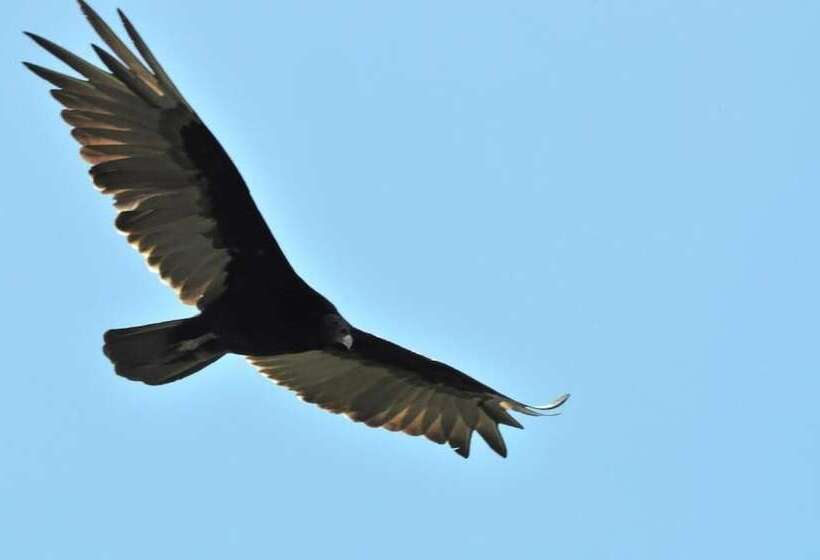 هتل Mombacho Lodge