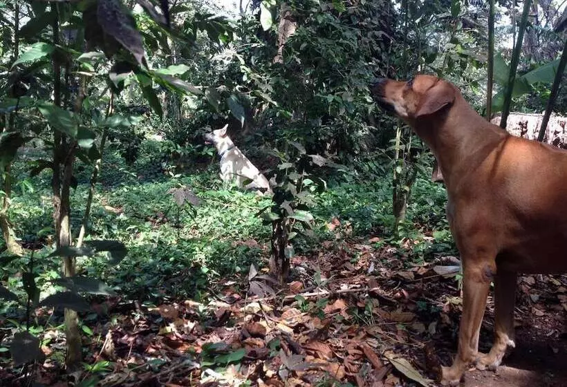 هتل Mombacho Lodge