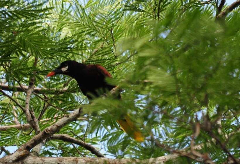 هتل Mombacho Lodge