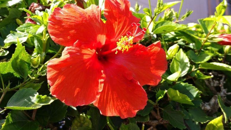 Banyan Harbor Resort