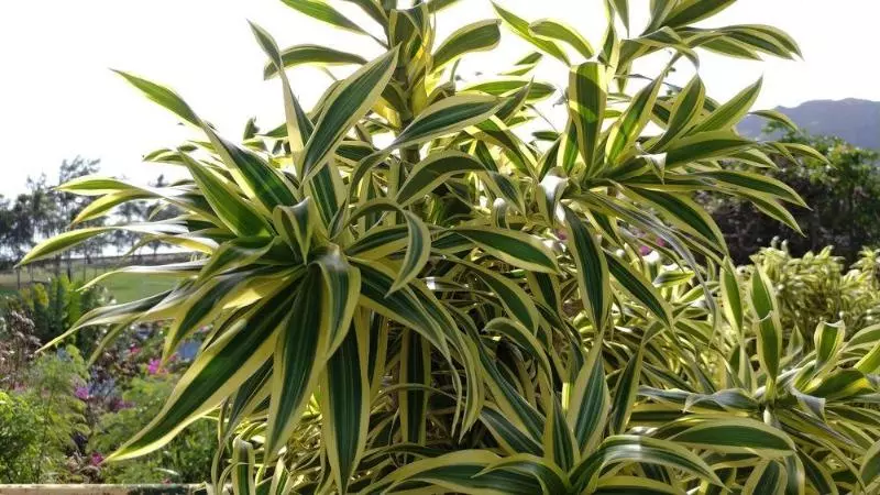 Banyan Harbor Resort