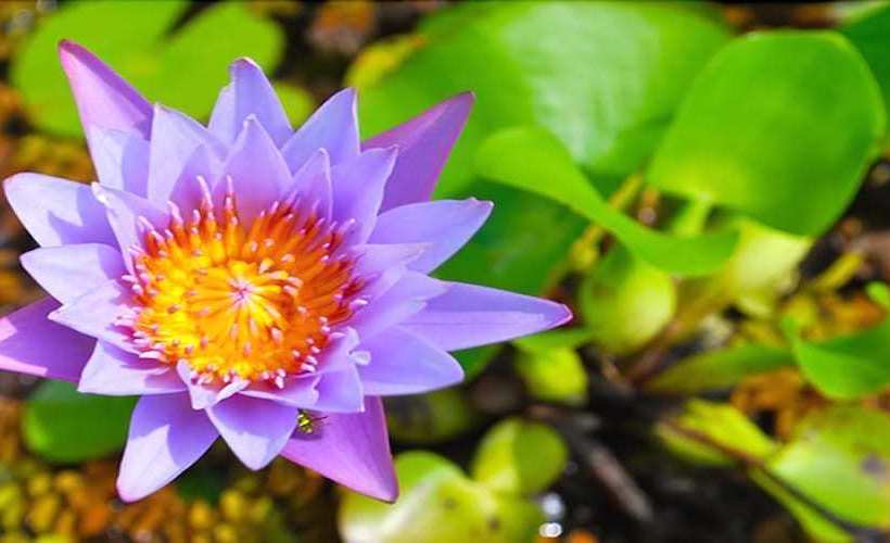 Kelso Villa, 4br By Jamaican Treasures