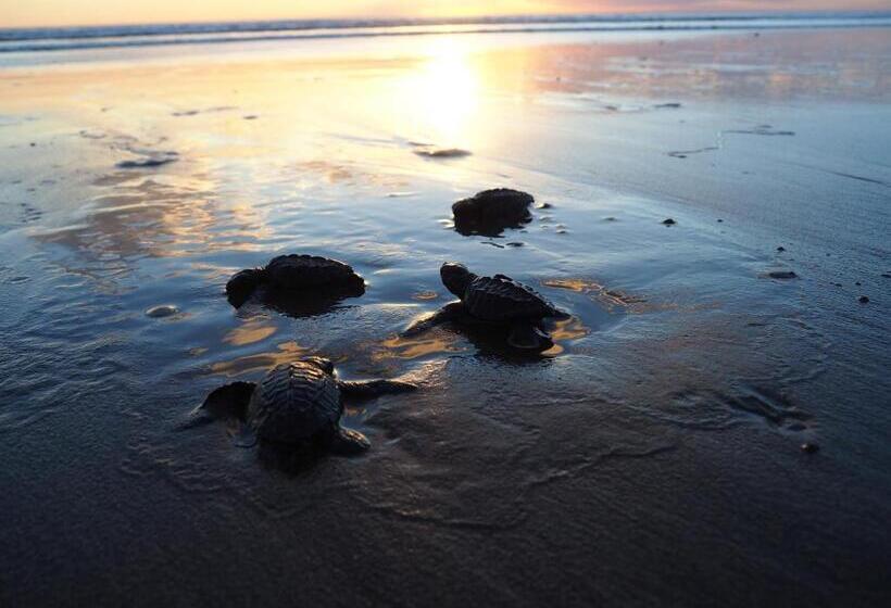 مسافرخانه El Belga Loco