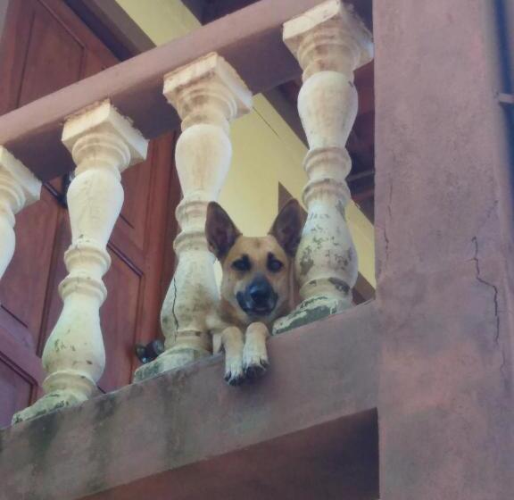 مسافرخانه El Belga Loco