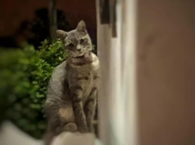 پانسیون Hostel Las Palmas