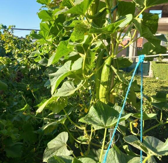 پانسیون Guesthousemantho