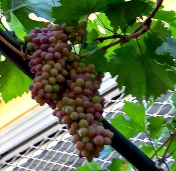 پانسیون Guesthousemantho