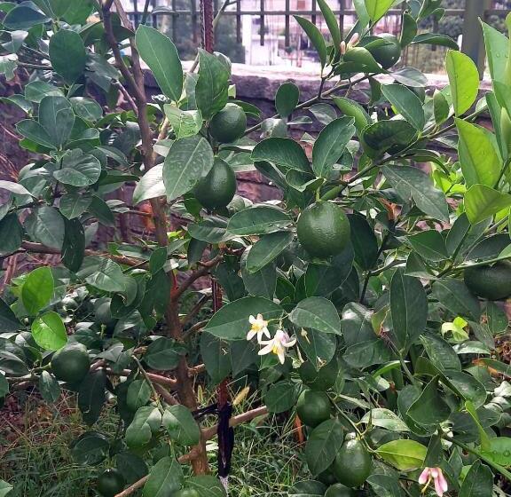 پانسیون Guesthousemantho