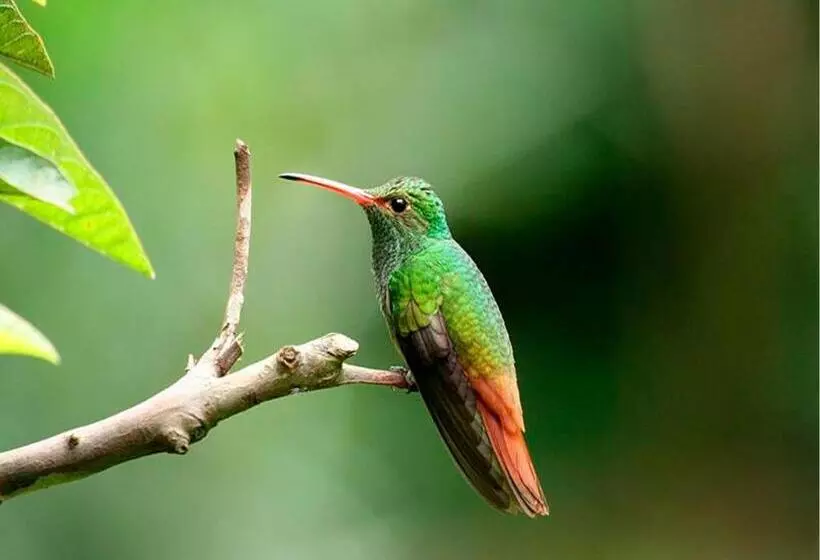 ユースホステル Hosteria La Roulotte   Mindo