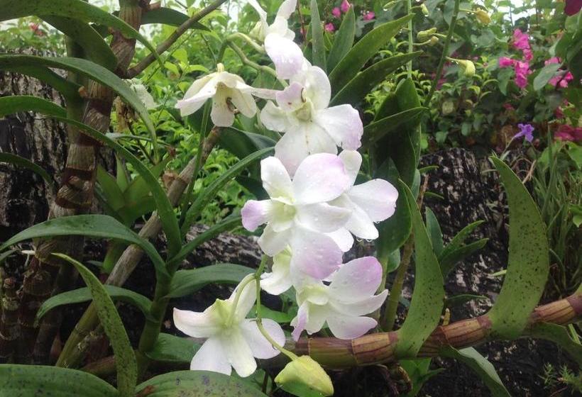 Casa De Los Suenos B&b Coronado Panama